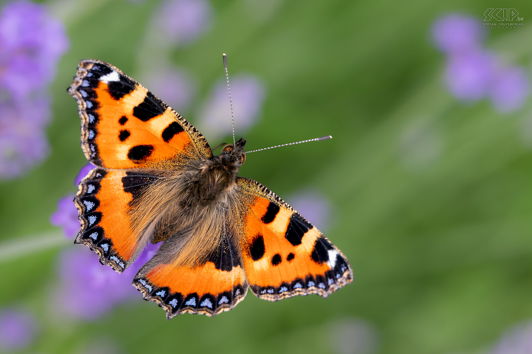 Vlinders - Kleine vos Een zeer algemene vlinder maar altijd een prachtige verschijning is de Kleine vos (Aglais urticae) Stefan Cruysberghs